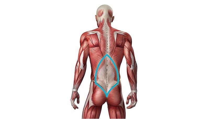 Мышцы нижней части спины