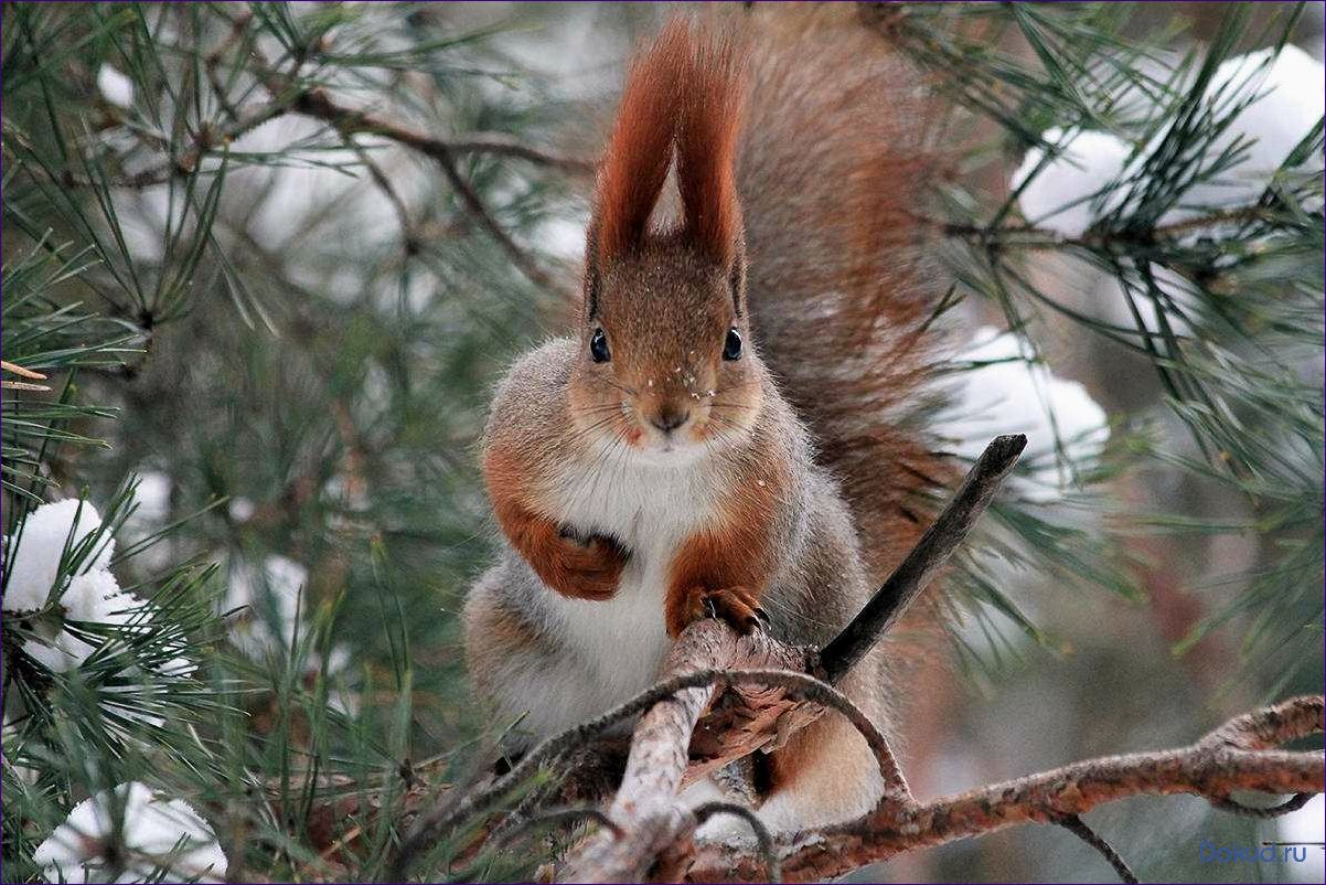 Какие животные живут в лесу зимой? Открытие секретов зимней жизни дикой природы