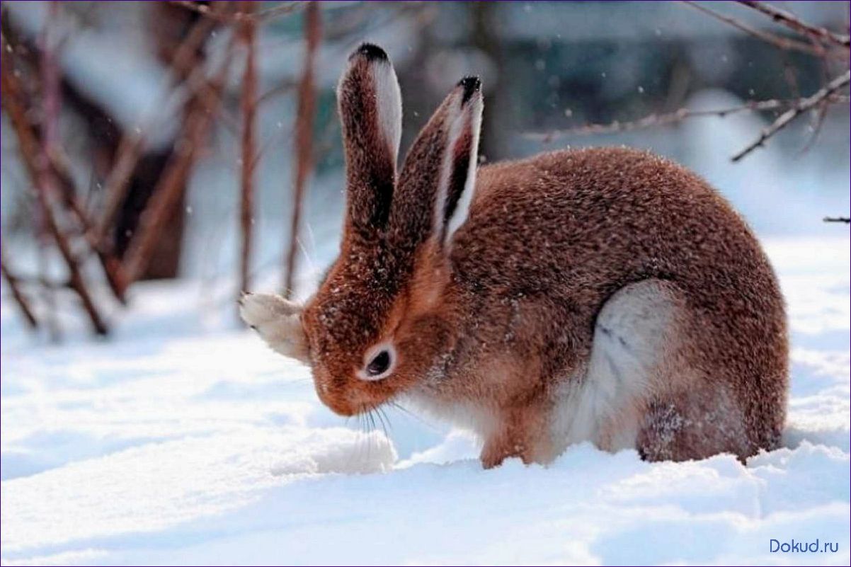 Какие животные живут в лесу зимой? Открытие секретов зимней жизни дикой природы