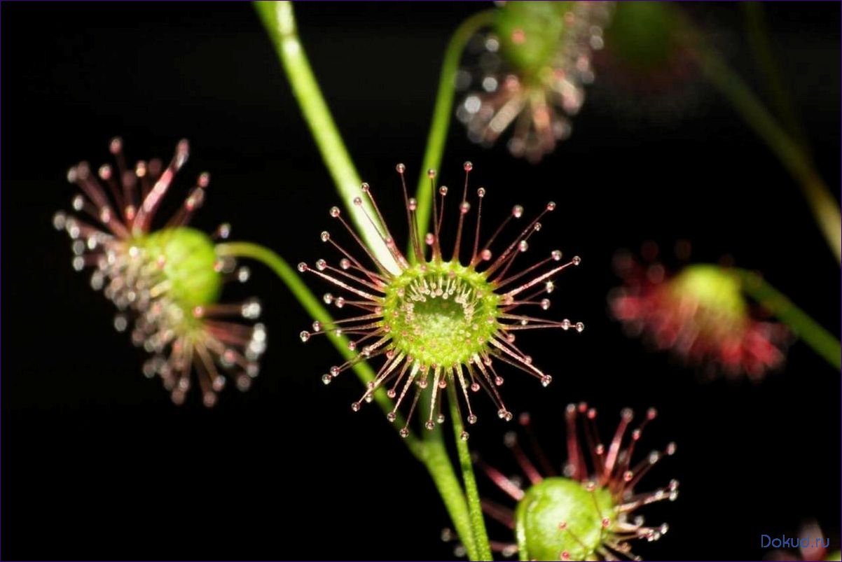 Все о растении росянка: характеристики, выращивание и уход